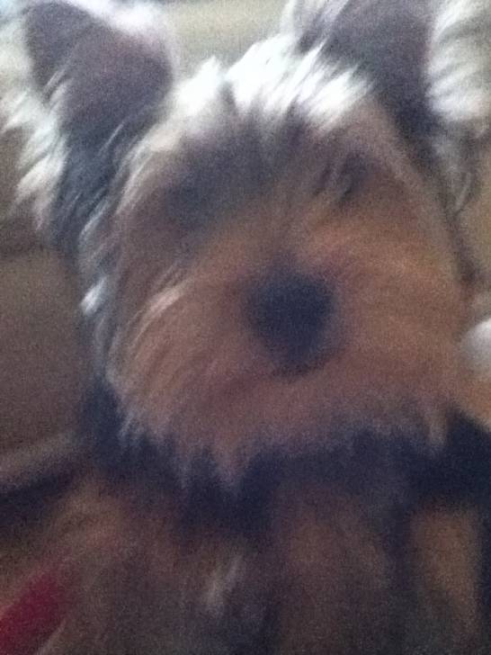 Alfie - Yorkshire Terrier Mâle (7 mois)