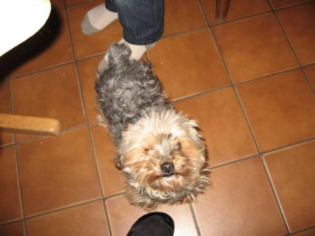 Pilou - Yorkshire Terrier Mâle (9 ans)