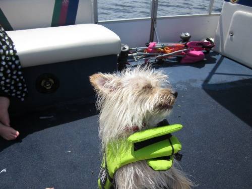 Jay on the Boat - Yorkshire Terrier Mâle (2 ans)