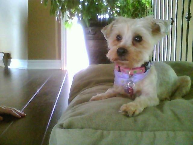 mousseline - Yorkshire Terrier (6 ans)
