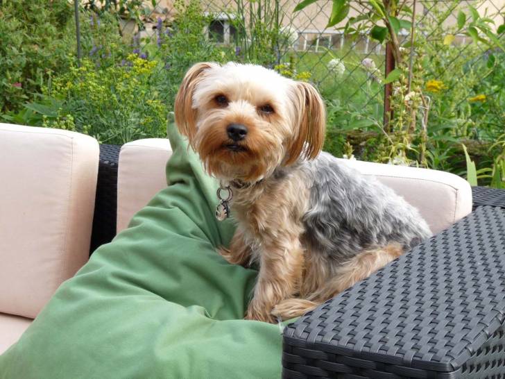 Biscotte enceinte - Yorkshire Terrier (1 an)