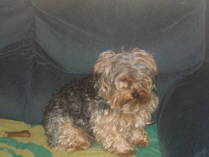 Luca - Yorkshire Terrier (2 ans)