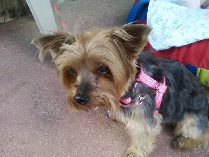 Dixie - Yorkshire Terrier (9 ans)