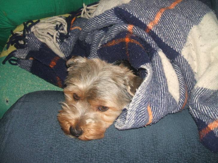 Lucas sin abrigo - Yorkshire Terrier Mâle (2 ans)