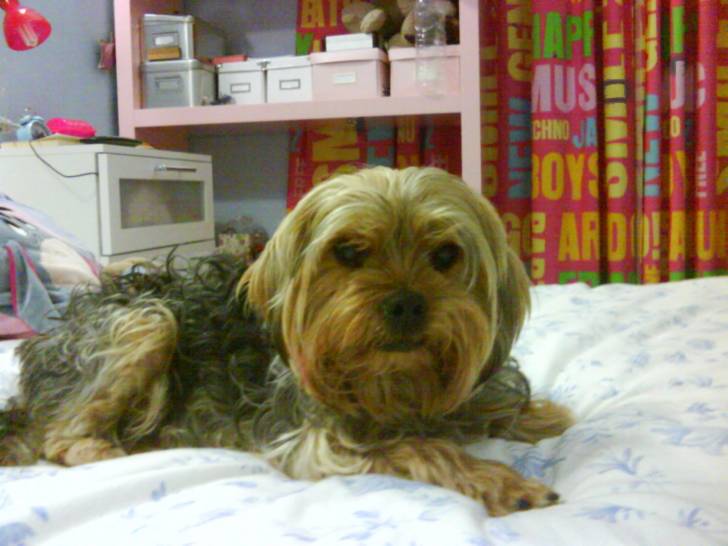 Betty - Yorkshire Terrier (2 ans)