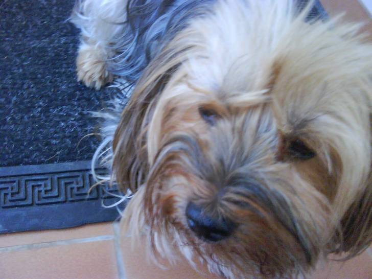 Pusa - Yorkshire Terrier (15 ans)