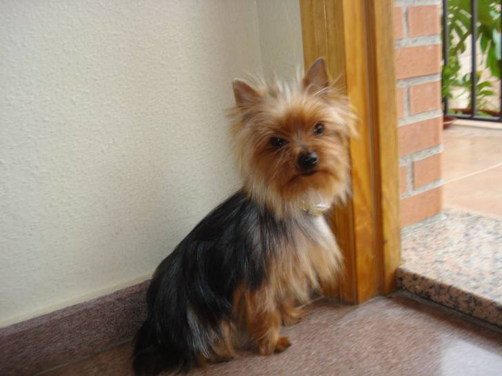 Kiara - Yorkshire Terrier (3 ans)