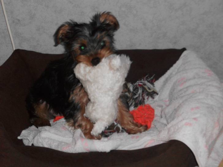 Guizmo - Yorkshire Terrier Mâle (1 an)