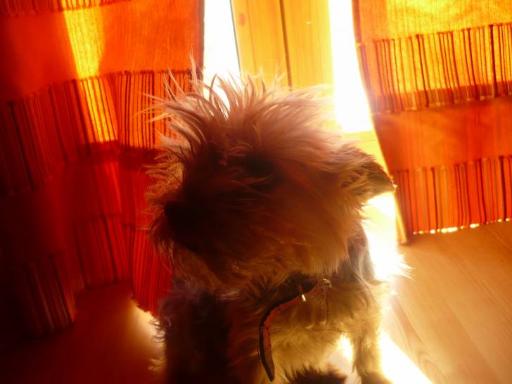 Coco - Yorkshire Terrier