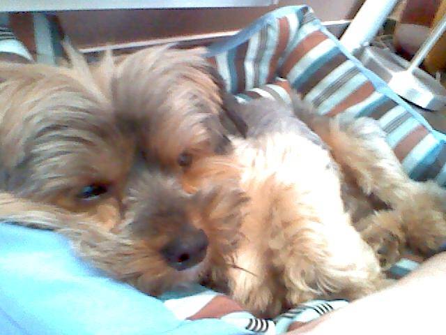 Arthus - Yorkshire Terrier Mâle (7 ans)