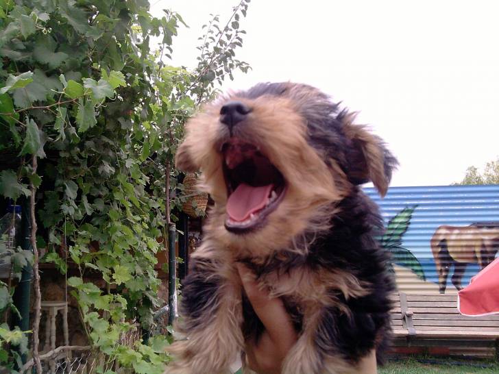 nara - Yorkshire Terrier (8 mois)