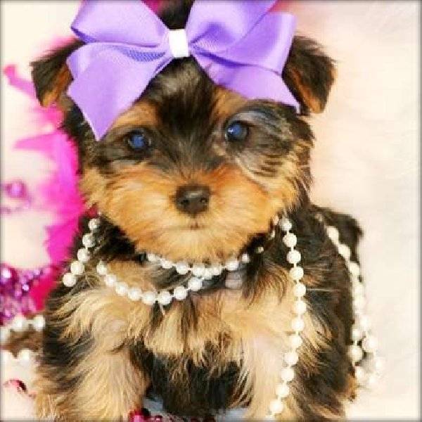 slim - Yorkshire Terrier Mâle (3 mois)