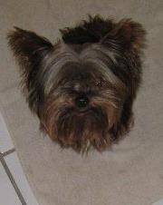 taoh - Yorkshire Terrier Mâle (1 an)
