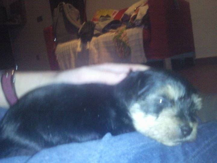 Alú - Yorkshire Terrier (5 mois)
