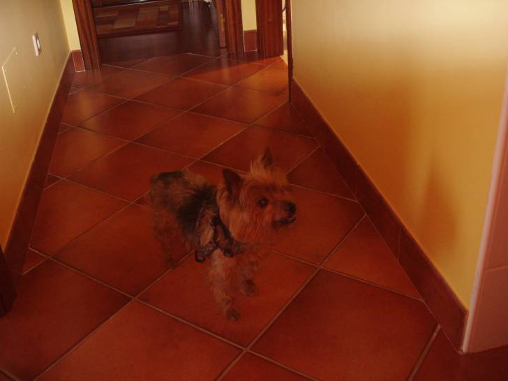 King - Yorkshire Terrier Mâle (12 ans)