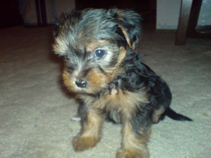 Amy - Yorkshire Terrier (2 ans)