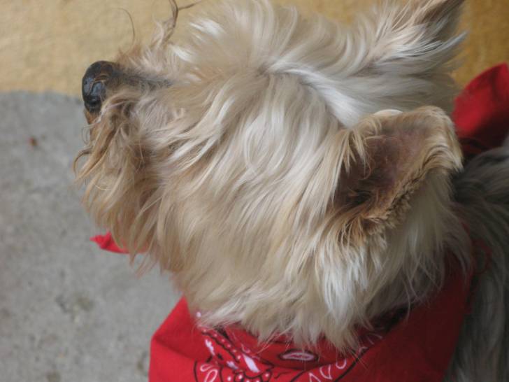 Léo - Yorkshire Terrier Mâle (3 ans)