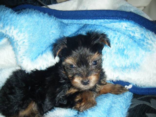 izzy - Yorkshire Terrier (4 mois)