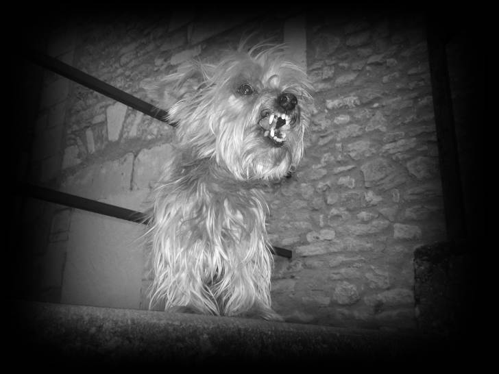 oxane - Yorkshire Terrier (13 ans)