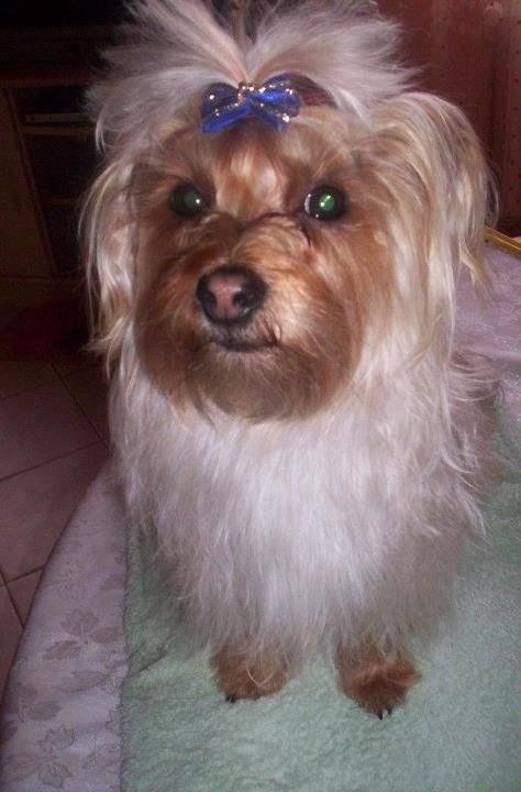 Celaya - Yorkshire Terrier (5 ans)