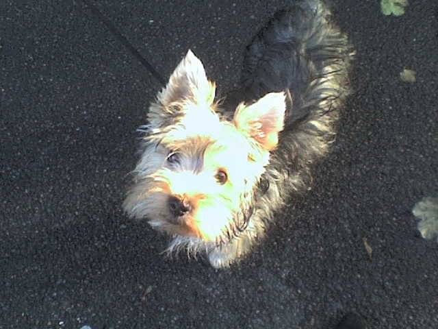 Louky - Yorkshire Terrier Mâle (2 ans)