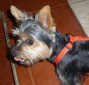 Fiska - Yorkshire Terrier (2 ans)