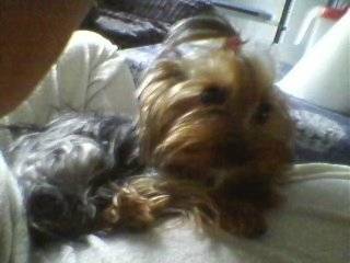 Enya - Yorkshire Terrier (1 an)