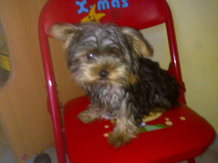 kuki - Yorkshire Terrier Mâle (2 ans)