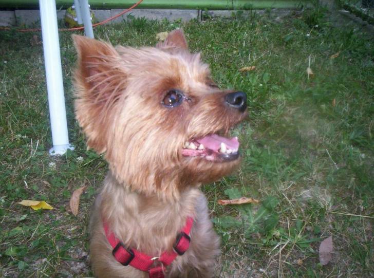 Starla - Yorkshire Terrier (9 ans)