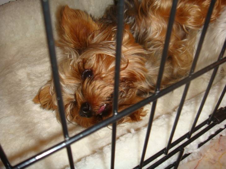 Rolly - Yorkshire Terrier Mâle (4 ans)
