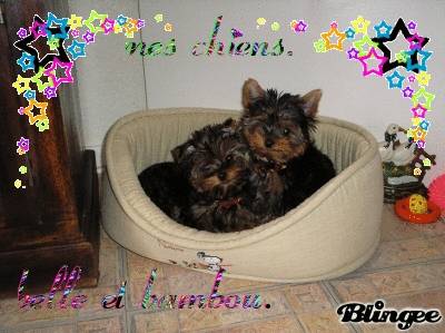 Belle et Bambou - Yorkshire Terrier (3 ans)