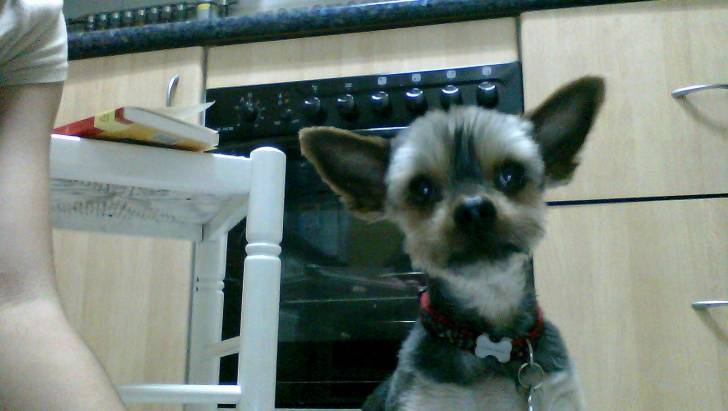coco - Yorkshire Terrier Mâle (6 ans)