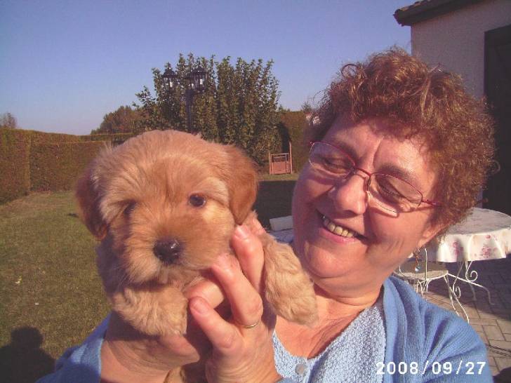 Daysi - Yorkshire Terrier (3 mois)