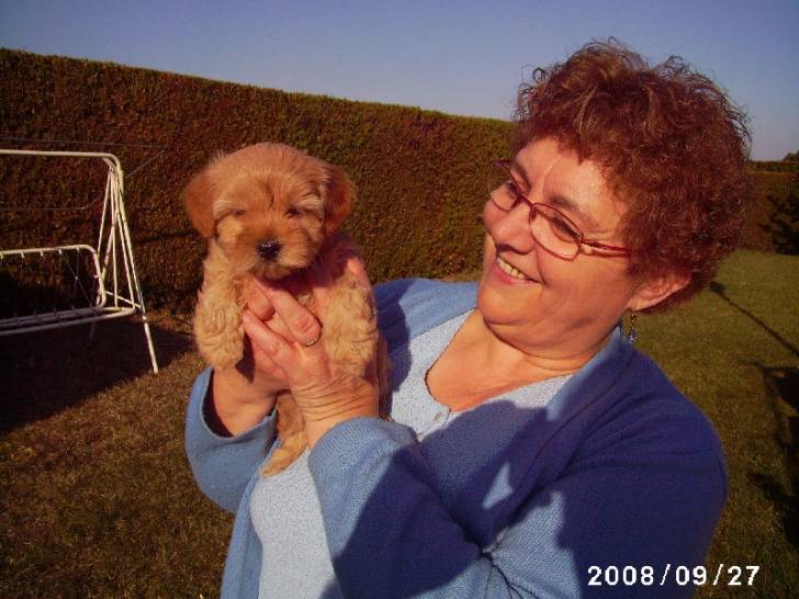 Daysi - Yorkshire Terrier (3 mois)
