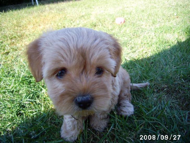 Daysi - Yorkshire Terrier (3 mois)
