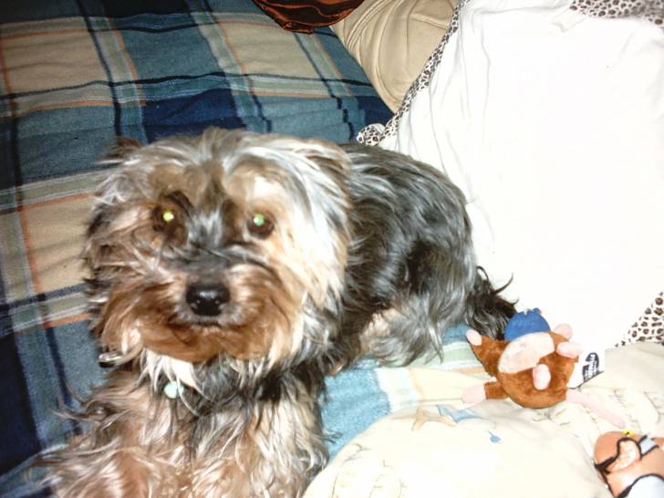 Mirza - Yorkshire Terrier (4 ans)