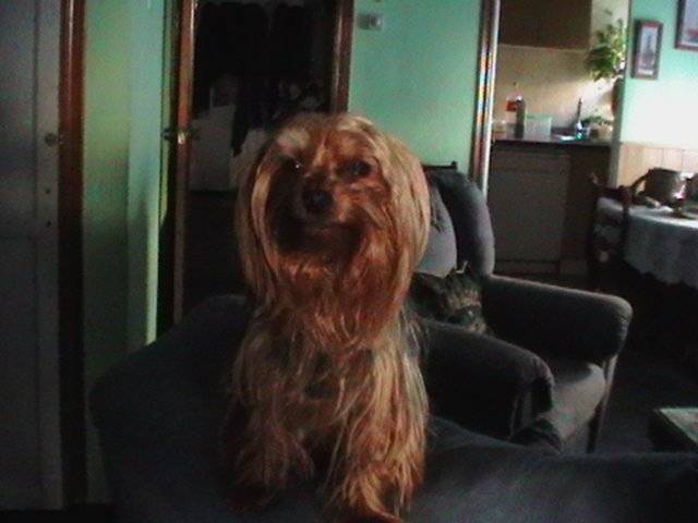 Rocky - Yorkshire Terrier Mâle (3 ans)