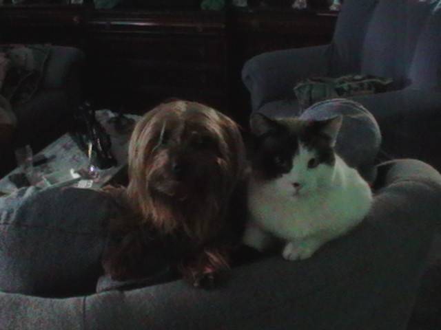 Rocky y Lucky - Yorkshire Terrier Mâle (3 ans)