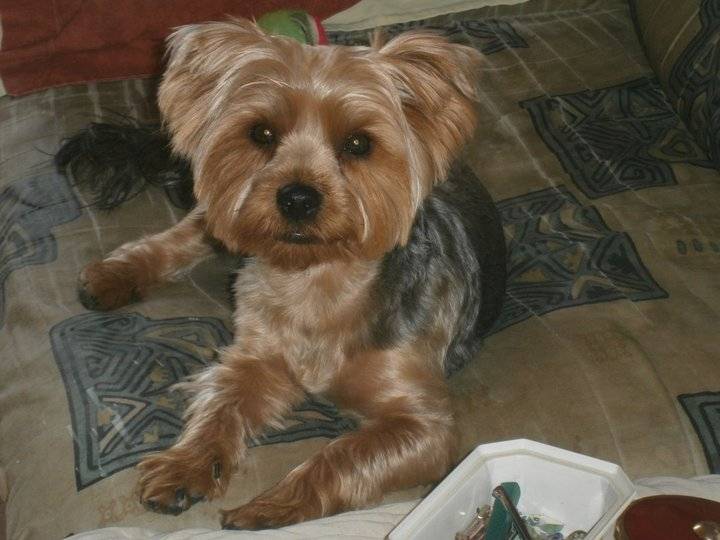 Chloé - Yorkshire Terrier