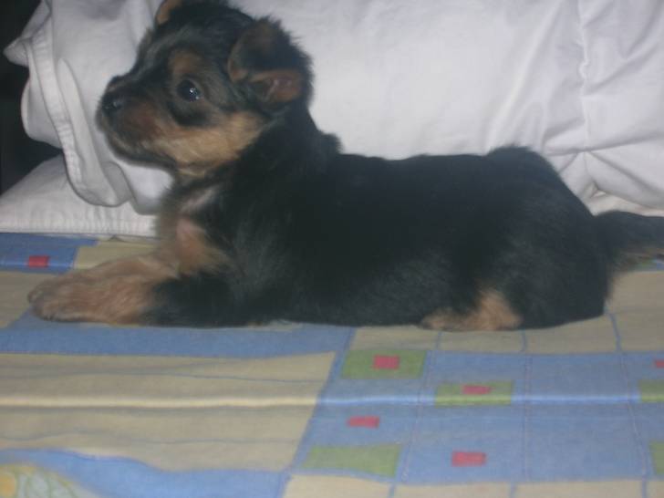 Toby - Yorkshire Terrier (1 mois)