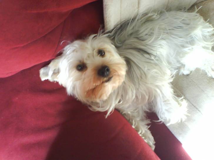 calypso - Yorkshire Terrier (3 ans)