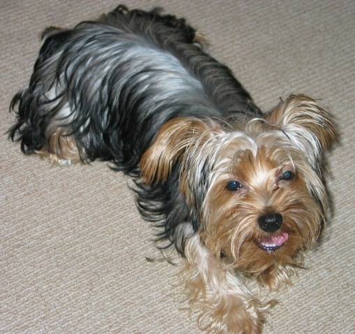 Benji - Yorkshire Terrier Mâle (8 mois)