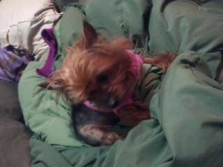 Brie After Surgury - Yorkshire Terrier (7 ans)