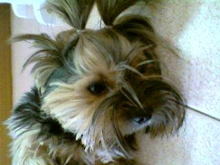 Blaky - Yorkshire Terrier Mâle (7 ans)
