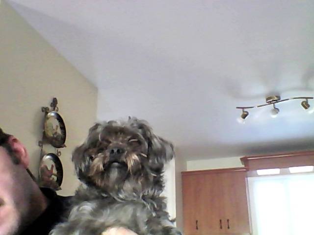 boxite - Yorkshire Terrier Mâle (3 ans)