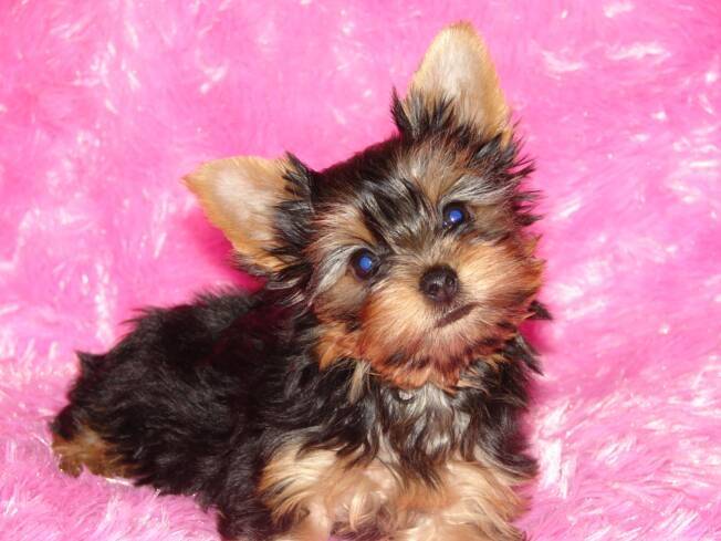 Evelyn - Yorkshire Terrier (2 mois)