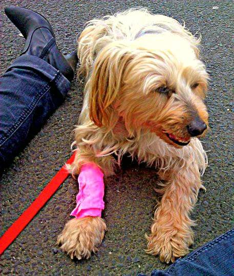 Sydney - Yorkshire Terrier
