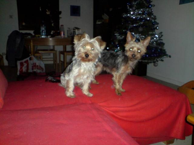 anakine et caid - Yorkshire Terrier (3 ans)