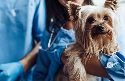 Un Yorkshire Terrier chez le vétérinaire