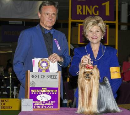 Un Yorkshire Terrier recevant un prix lors d'une exposition canine